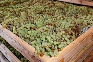 Drying grapes for making Vino Santo, Italian dessert wine